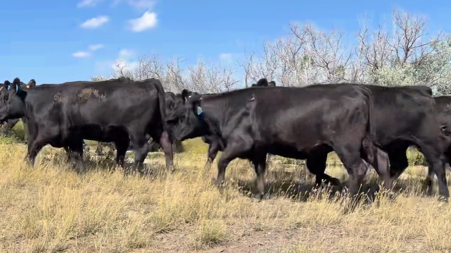 51 head of black bred heifers BH822A5